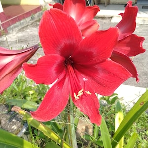 5 Hippeastrelia Durga Pradhan Seeds | Rare Hippeastrum x Sprekelia Hybrid | Exotic Bulb Flower
