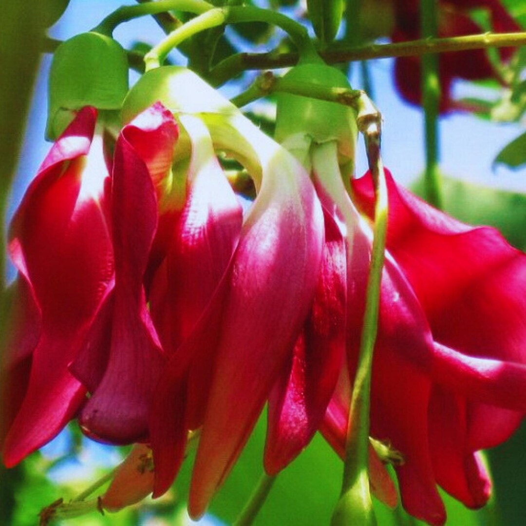 Sesbania Grandiflora Seeds Vegetable Hummingbird Agati Tree Seeds ...