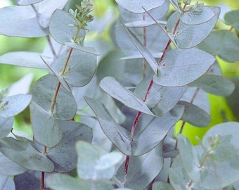 Cold Hardy Eucalyptus Seeds Eucalyptus gunnii Blue Leaves