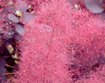 Purple Smoketree Seeds Cotinus coggygria Purpureus Ornamental Seeds