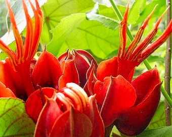 5 Devil’s Hand Tree Seeds | Chiranthodendron pentadactylon | Ornamental Flowering for Garden Growing