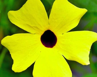 10 Black Eyed Susan Lianensamen | Gelbe Thunbergia Alata Blume