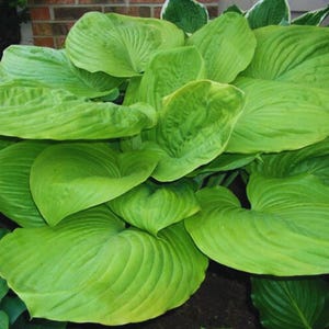 Hosta ‘Sum and Substance’ Seeds | Giant Chartreuse Hosta | Huge Leaf Shade Perennial