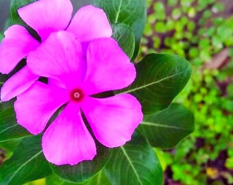 Può includere: Primo piano di un vibrante fiore rosa con cinque petali, che mostra un centro rosso intenso. Il fiore è circondato da foglie verdi lussureggianti con venature prominenti. Lo sfondo è una morbida sfocatura di fogliame verde.