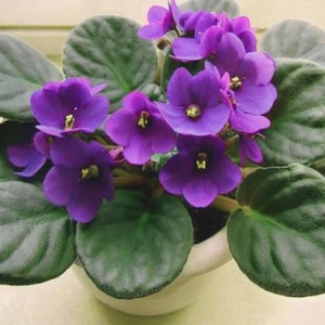 Peut inclure: Gros plan sur une plante de violette africaine avec des fleurs violettes vibrantes et des feuilles vertes foncées et texturées. Les fleurs ont des centres jaunes et sont regroupées. La plante est dans un pot blanc, présentant une plante d'intérieur classique.