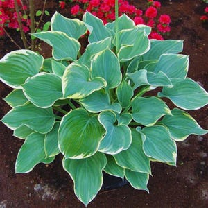 Hosta ‘Sagae’ 10 Seeds | Blue & Gold Variegated Hosta | Shade Garden Perennial | Ornamental Leaf Plant