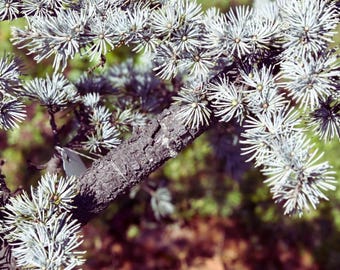 Blue Atlas Cedar Seeds Cedrus atlantica Glauca Evergreen Tree