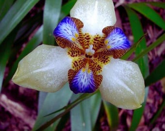 Neomarica Gracilis Iris Flower Seeds Walking Iris Garden Plant