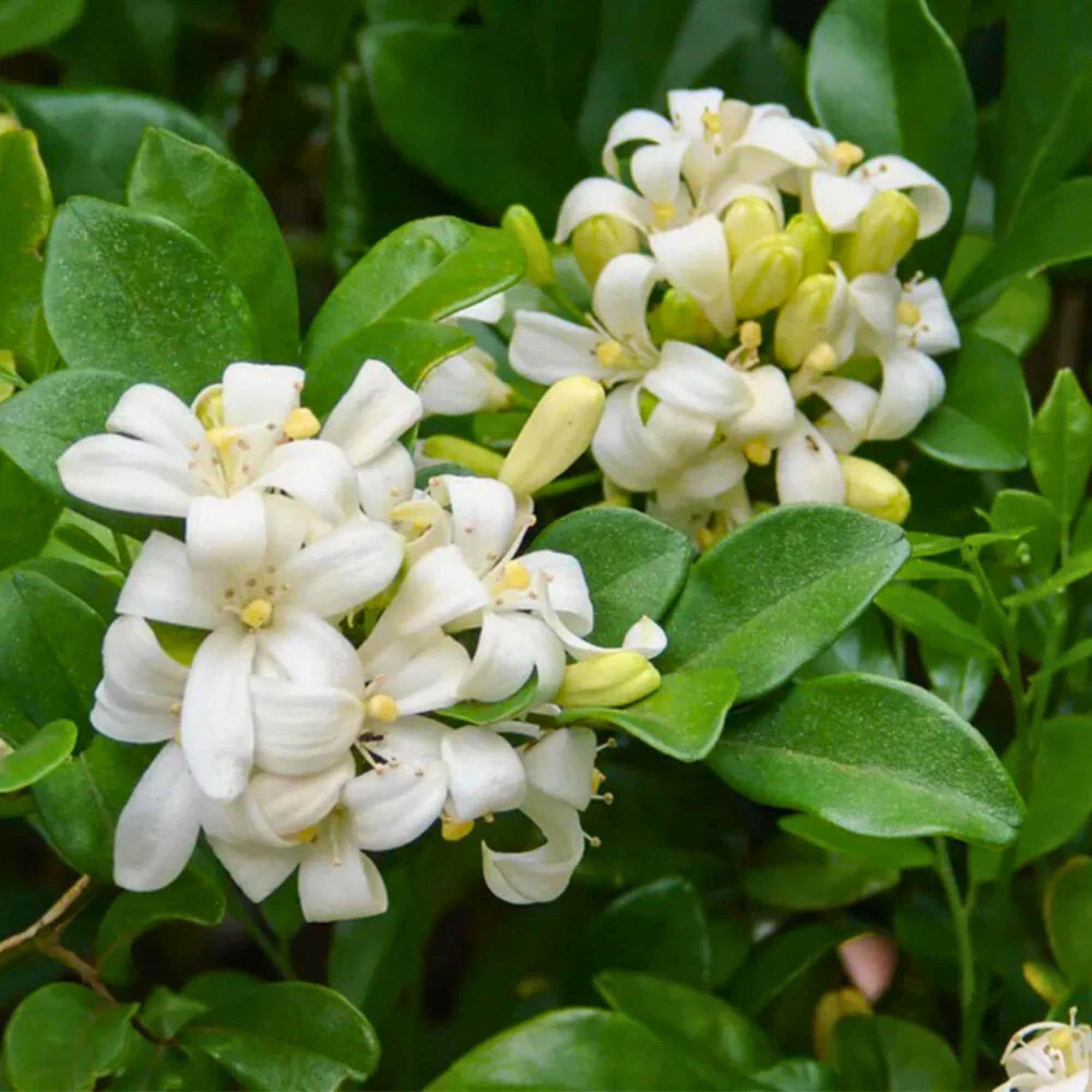 Murraya Paniculata Plants - Etsy