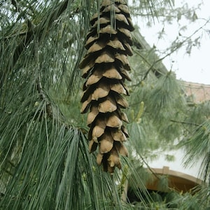May include: A close-up of a large, brown pine cone hanging from a branch with long, green needles. The cone is elongated and has overlapping scales. The background shows more pine branches and a building.