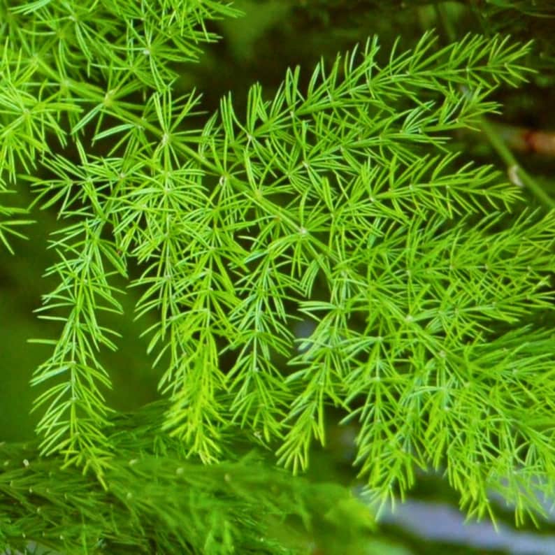 May include: Close-up of vibrant green fern-like foliage. The image showcases delicate, needle-like leaves with a lush, textured appearance. The bright green color suggests freshness and vitality, creating a natural, botanical theme.