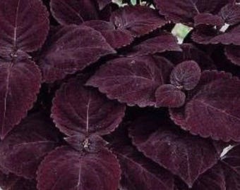 Giant Exhibition Palisandra Coleus Seeds – Bold Foliage Garden Plant