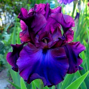 Puede incluir: Primer plano de una vibrante flor de iris, que muestra tonos morados y azules profundos. Los pétalos están en capas, con una textura aterciopelada y un toque de rojo en los bordes. El follaje verde proporciona un telón de fondo contrastante.