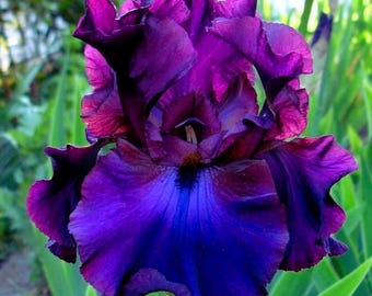 Bearded Grape Iris Orchid Flower Seeds for Planting
