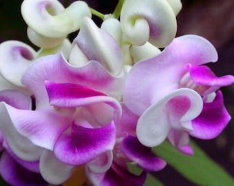 Snail Vine Seeds Vigna caracalla Purple Pink Fragrant Climbing Flower