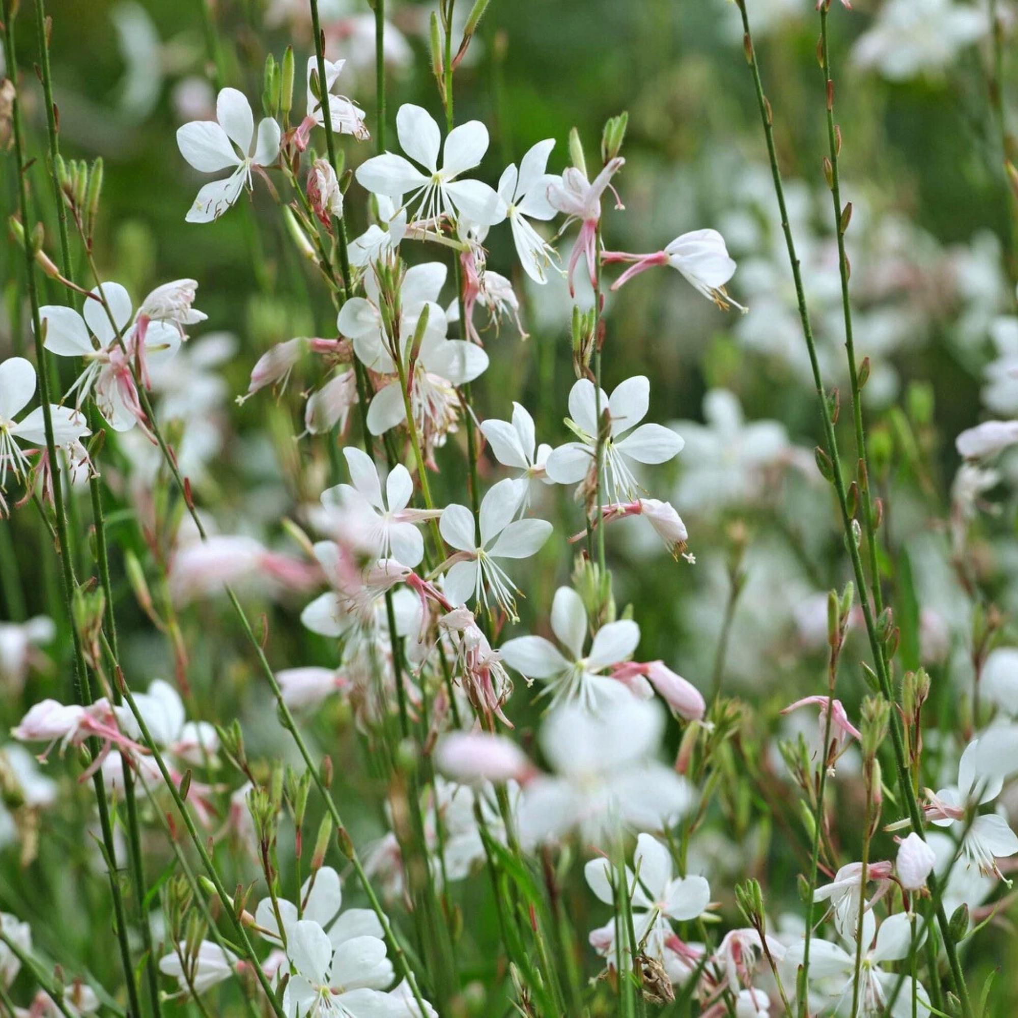 Gaura seeds - Etsy 日本