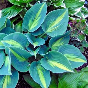 May include: A close-up of a hosta plant with large, heart-shaped leaves. The leaves are a vibrant teal color with a prominent yellow-green stripe down the center. The plant is surrounded by other green foliage.