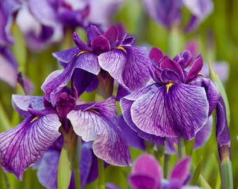 Iris Ensata Flower Seeds Japanese Iris Perennial Garden Plant