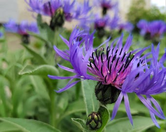 Mountain Cornflower Seeds Centaurea montana Hardy Perennial Flower