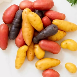 May include: An assortment of fingerling potatoes in red, yellow, and purple hues. The potatoes are of various shapes and sizes, some long and thin, others more rounded. The image highlights the natural colours and textures of the fresh produce, ready for cooking.