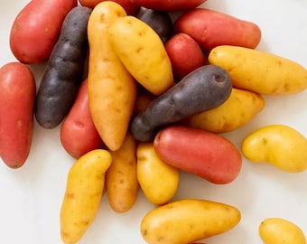 Russian Banana Fingerling Potato Seeds for Planting Heirloom Vegetable Garden
