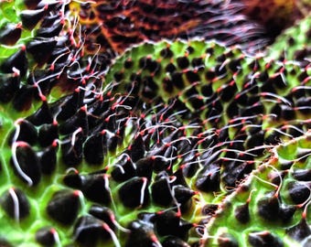 Begonia Melanobullata Seeds Textured Leaf Plant