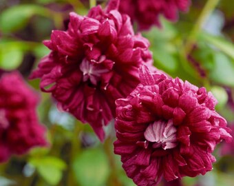 Clematis Vine Flower Seeds for Potted Garden Climbing Plants