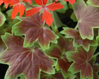 Vancouver Centennial Geranium Seeds Garden Flower Seeds
