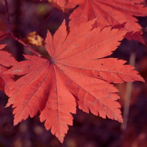 Sementes de Ácer Coreano (Acer pseudo sieboldianum) - Sementes Ornamentais