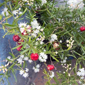 May include: Close-up of a plant with green, needle-like leaves, small white flowers, and bright red berries. The plant is in a blue pot. The berries are round and shiny, contrasting with the green foliage and white flowers.