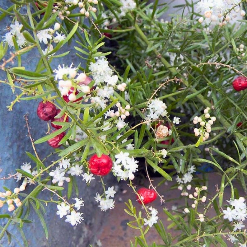 May include: Close-up of a plant with green, needle-like leaves, small white flowers, and bright red berries. The plant is in a blue pot. The berries are round and shiny, contrasting with the green foliage and white flowers.