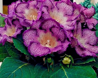 Purple Gloxinia Flower Seeds Sinningia Speciosa Ornamental Houseplant Seeds