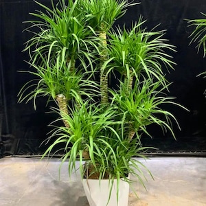 以下が含まれることがあります： 複数の茎と細長い葉を持つ、緑豊かな植物。 植物は、白く幾何学的な形の鉢に入っています。 背景は暗い無地で、鮮やかな緑の葉を際立たせています。