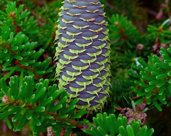 Korean Fir Tree Seeds Abies koreana Evergreen Conifer Seeds