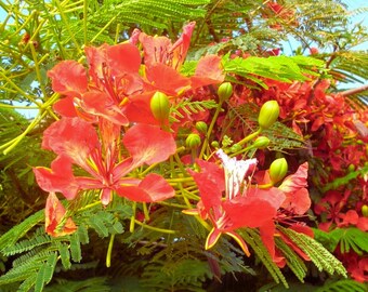 Royal Poinciana Tree Seeds Delonix regia Tropical Shade Tree