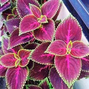 300 Coleus Rainbow Seeds: Mixed Colors, Colorful Foliage