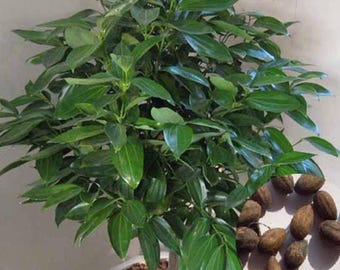 Semi di cannella Cinnamomum verum per la coltivazione indoor