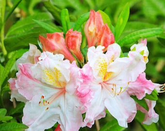 10 Rhododendron occidentale Seeds | Western Azalea | Fragrant Native Flowering Shrub Seeds