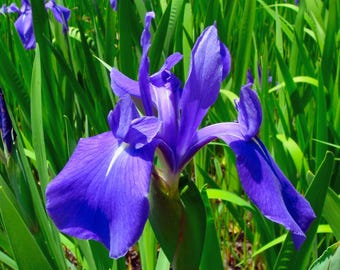Iris Flower Seeds Blue Aqua Color Perennial
