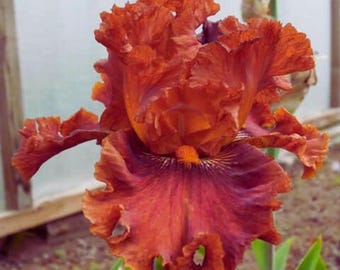 Orange Butterfly Iris Orchid Flower Seeds for Planting