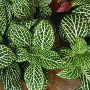 May include: Close-up of a Fittonia plant with vibrant green leaves and a striking white veined pattern. The leaves are oval-shaped and densely packed, creating a lush, textured appearance. A few pink leaves are visible in the background.
