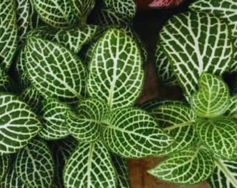 Fittonia Verschaffeltii Seeds Mini Indoor Plant Easy Balcony Pot