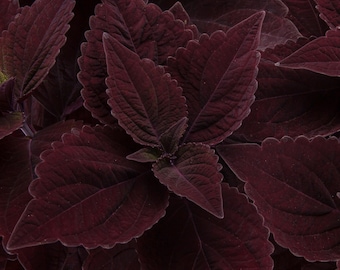 Dark Chocolate Coleus Seeds – Sun Tolerant Foliage Plant