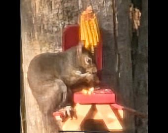 Colorful Squirrel Feeders