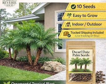 10 Dwarf Pygmy Date Palm Seeds, Compact Indoor Palm Tree, Phoenix