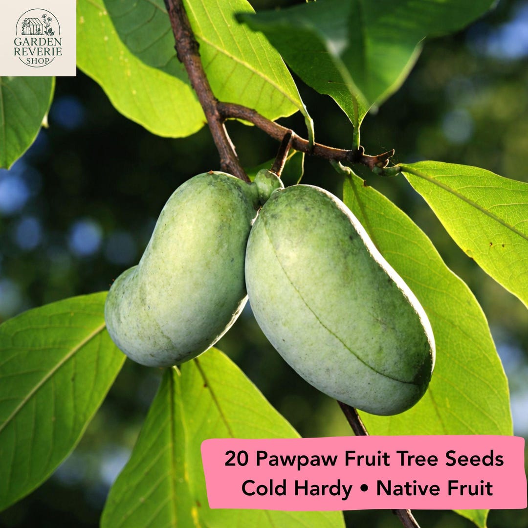 20 Stratified Pawpaw Tree Seeds, Cold Hardy Native Fruit Tree, Asimina ...