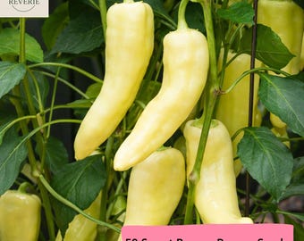 50 Sweet Banana Pepper Seeds, Heirloom Sweet Pepper, Non GMO Seeds