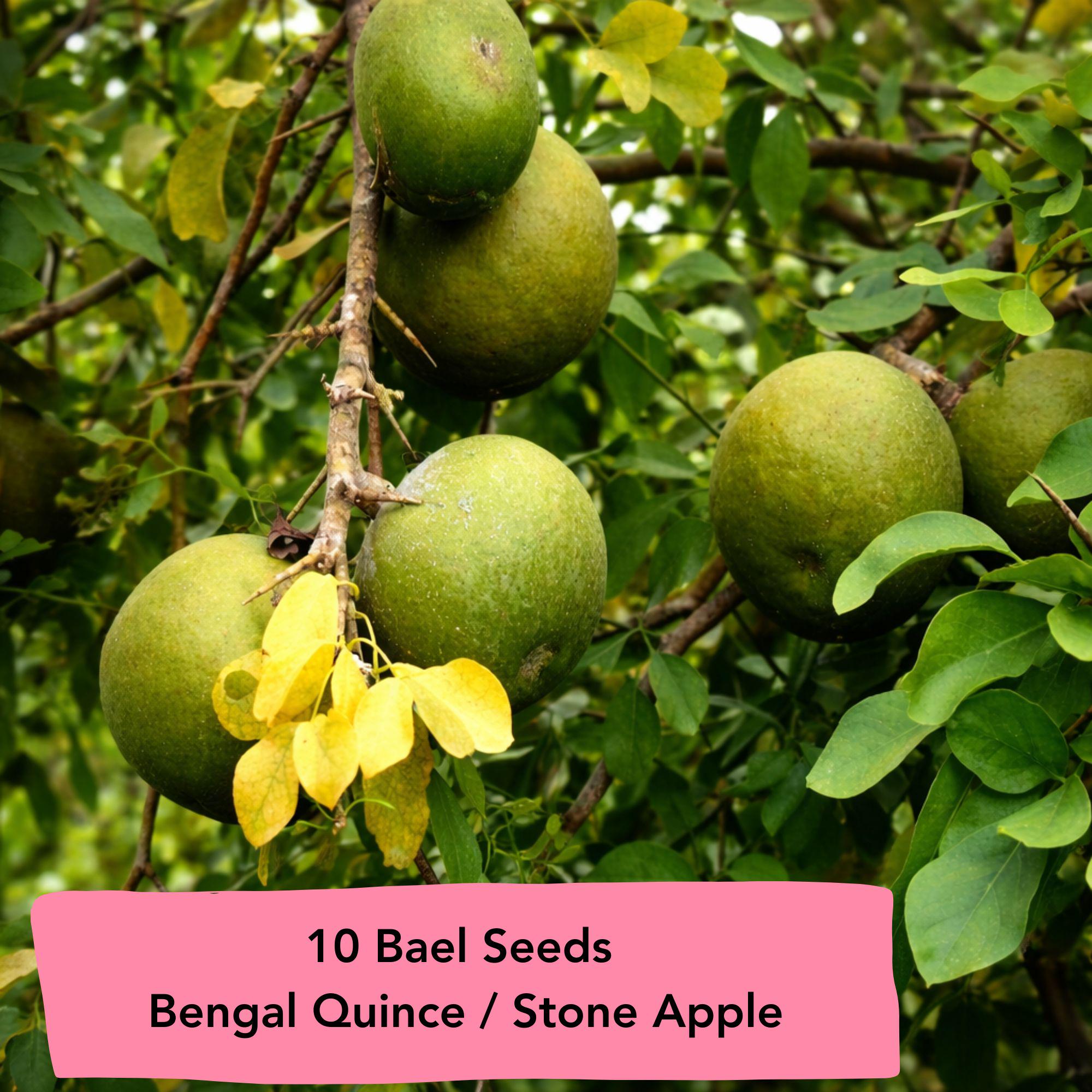 plant lemon Eureka Lemon Bush | Grow Your Own Lemons | PlantingTree.com main image 0