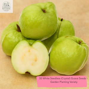 50 White Seedless Crystal Guava Seeds, Sweet Tropical Fruit, Rare Garden Variety, Exotic Edible Plant for Home Growing