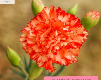 Chabaud Carnation Seeds: Heirloom Dianthus Caryophyllus, Fragrant Cut Flowers